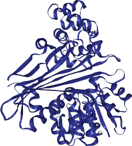 thumbnail of Human Alpha-Aminoadipic Semialdehyde Synthase (AASS)